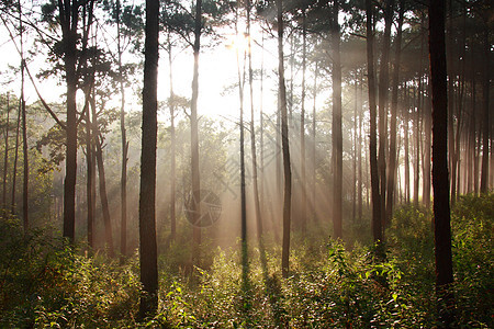 松树中间有雾 阳光闪耀着树干木头太阳林地植物射线叶子森林阴影薄雾图片