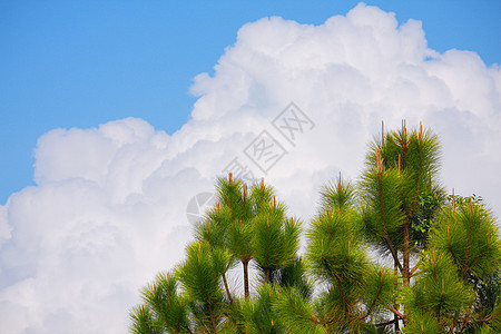 松树 云和天空背景图片