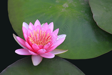 水百合 莲花装饰品冥想宏观植物群植物学异国花朵热带荷花池塘图片