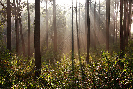 松树中间有雾 阳光闪耀着太阳环境射线木头树木阴影叶子绿色森林植物图片