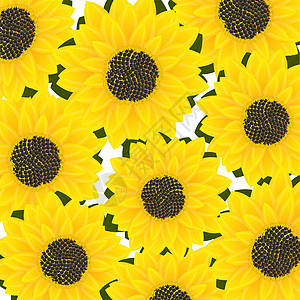 向日葵卡植物种子黄色树叶装饰品花朵插图太阳绘画艺术图片