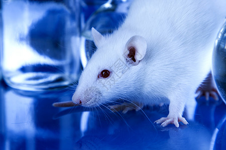 动物动物实验遗传白色试管黑色测试实验室烧瓶老鼠图片