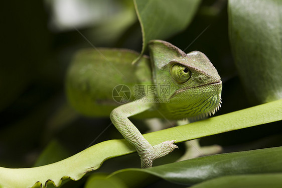 绿色变色素 彩色照片异国宠物黑色竹子红色蜥蜴变色龙情调绿色宏观图片