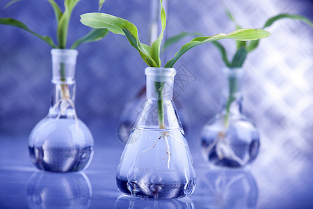 实验室中的幼苗玻璃实验植物生物学化学蓝色生物杂草技术工程图片