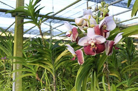 兰花热带植物群植物学花束绿色石斛花瓣紫色图片