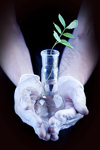 实验室中的幼苗蓝色生态试管叶子生物学药剂学玻璃测试植物植物群图片