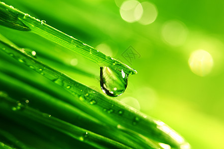 大水滴刀刃宏观树叶环境草本植物植物雨滴叶子花园反射图片