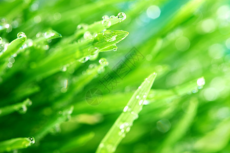 树本背景阳光树叶雨滴植物刀刃生长反射草本植物叶子水滴图片