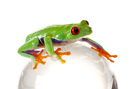 绿红眼青蛙橙子环境国王野生动物岩石石头眼睛红色白色绿色图片