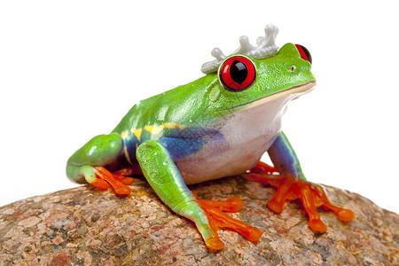 绿红眼青蛙公主动物国王好奇心两栖动物石头橙子树蛙红色白色图片