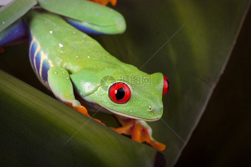 绿红眼青蛙眼睛两栖动物国王宏观绿色树蛙王子环境野生动物好奇心图片