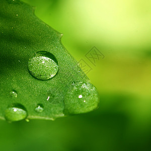 自然自流水天气露珠雨滴草地绿色宏观叶子水滴液体生长图片