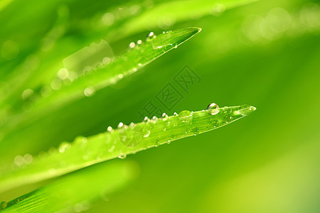 树本背景液体草本植物草地宏观阳光植物树叶刀刃雨滴水滴图片