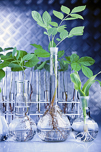 实验室中的植物 遗传科学化学药剂学杂草叶子技术药品生物学蓝色幼苗生长图片