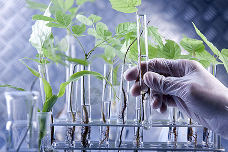 实验室中的植物 遗传科学玻璃生物学药品化学叶子测试学习植物群化学品杂草图片