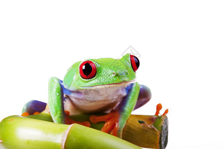 绿红眼青蛙宏观王子环境公主树蛙眼睛动物两栖动物国王红色图片