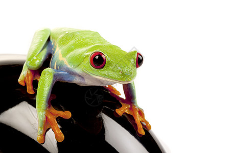 概念中的绿青蛙白色红眼国王野生动物橙子宏观动物绿色红色王子图片