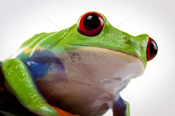 概念中的绿青蛙绿色树蛙动物红色宏观眼睛王子两栖动物白色红眼图片