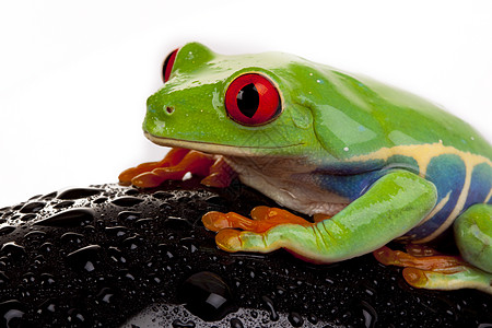 概念中的绿青蛙动物树蛙石头国王王子两栖动物公主红眼红色岩石图片