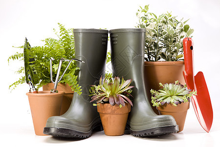 鲜花和花园工具生态绿色植物园艺生活幼苗植物学盆栽叶子靴子图片