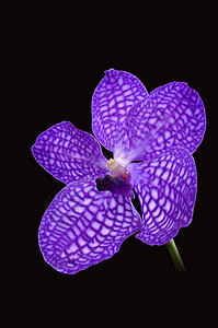 紫兰花礼物植物学生长植物群风格花束异国情调兰花花瓣图片