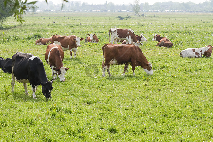 在荷兰国家景观中放牧奶牛图片