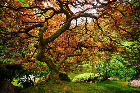 美丽的树衬套苔藓植物红色绿色图片