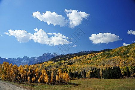 秋季风景森林叶子天空蓝色黄色图片