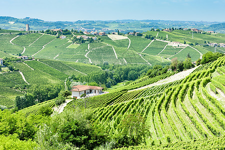 意大利皮埃蒙特附近的维内亚尔位置旅行世界国家植被乡村藤蔓外观风景酒业图片