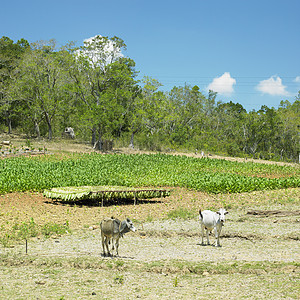古巴比那尔德里奥省烟草田烟草业烘干收获农作物动物植物收成国家农场农业图片