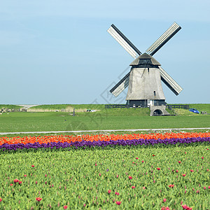 荷兰Shermerhorn附近有郁金树田的风车场地植物学植物群世界外观季节植被郁金香植物位置图片
