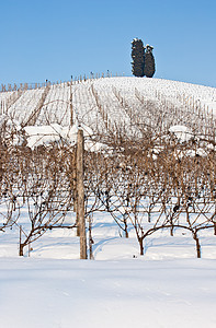 托斯卡纳 冬天的酒厂农村国家农业场地种植园时间自然植物酒精农产品图片