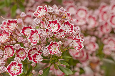 鲜花花园植物草本植物洋甘菊生长季节花瓣草地晴天环境图片