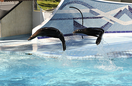 两只海狮跳上动物园泳池图片