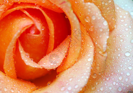 橙色玫瑰花花瓣液体飞沫植物生长环境水分叶子宏观玫瑰图片