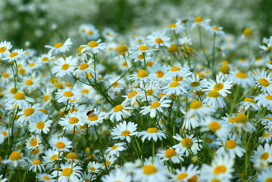 氨基烷植物花朵团体雏菊白色场地生长绿色甘菊场景图片