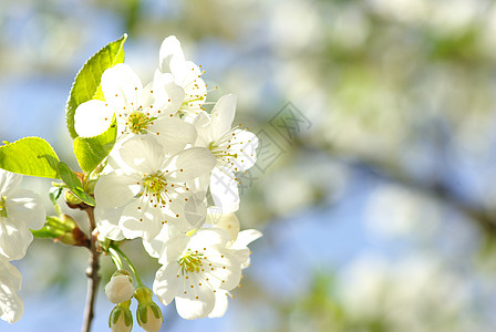 樱花花白色绿色季节性花瓣图片