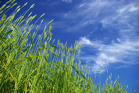 小麦田植物蓝色尖刺生长粮食天空种子农场黄色收成图片