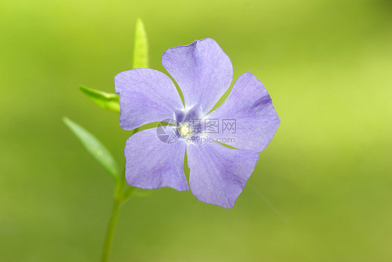 花毛茛植物花园森林公园花瓣阴影宏观蓝色植物群图片