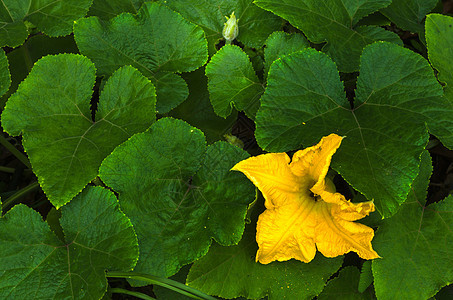 黄色南瓜花花瓣园艺植物场地植物群绿色南瓜花园草地图片