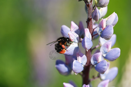 花上大黄蜂野花蜜蜂生态花瓣季节昆虫植物动物花头园艺图片