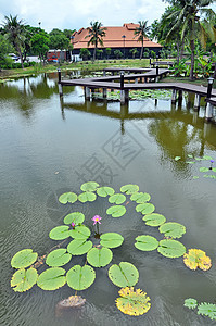 荷花植物花朵池塘叶子环境反射百合花园花瓣美丽图片