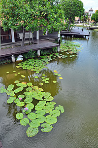 荷花百合植物美丽花瓣环境植物群水池花园池塘公园图片