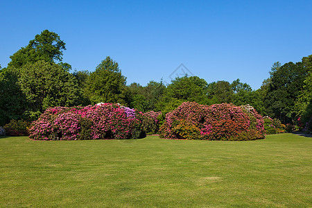 罗多登龙花丛和树 在桑尼花园图片