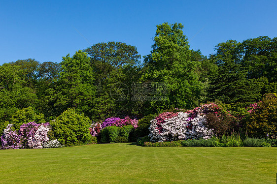 美丽的夏月花园的布希斯和树林区图片
