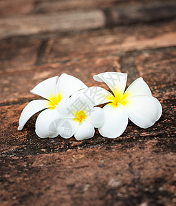 弗朗吉帕尼花花投标异国花瓣旅行情调旅游团体白色热带鸡蛋花图片