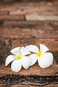 两朵freangipani(花)花背景图片