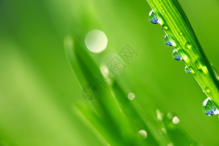 大水滴草本植物背景宏观叶子植物雨滴液体刀刃阳光花园图片