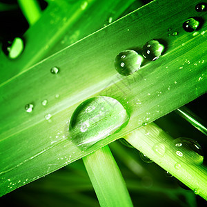 草地上滴水液体反射环境阳光叶子刀刃宏观花园水滴气候图片