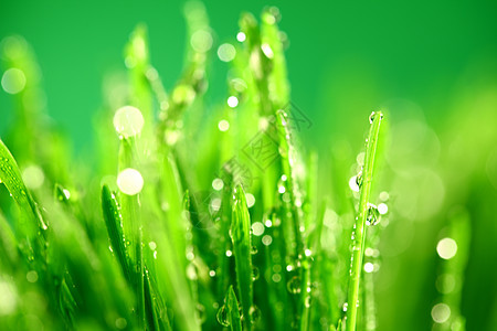 树本背景植物气候刀刃叶子液体阳光环境生长草地水滴图片